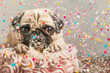 
French bulldog on a whipped cream cake with confetti all around him.