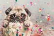 
French bulldog on a whipped cream cake with confetti all around him.