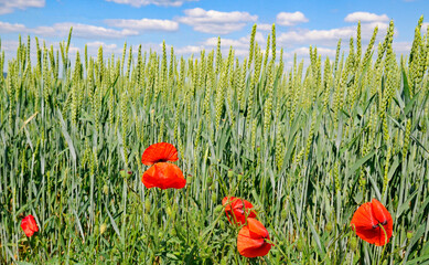 Wall Mural - Green wheat field, blue sky and scarlet poppy flowers.