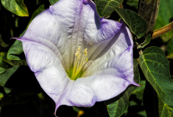 White and Purple Flower