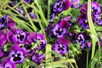 Wall Mural - Parterre de pensées fleurs viola