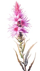 Wall Mural - Blazing Star