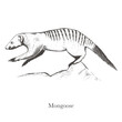 Banded mongoose Herpestidae