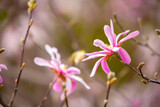 Fototapeta  - Blooming magnolia in spring. Beautiful buds of pink flowers close-up with blurred space for text.