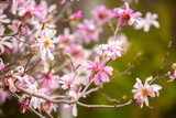 Fototapeta  - Blooming magnolia in spring. Beautiful buds of pink flowers close-up with blurred space for text.