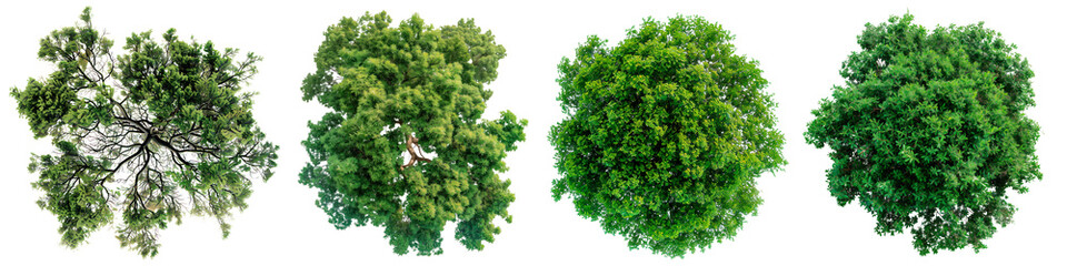 A set of trees with green leaves isolated on a white or transparent background. Close-up of trees from a bird's eye view, seen from above. Graphic design element on the theme of nature and trees.