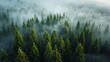 Aerial view of a forest with mist.