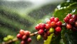 bela planta do café molhada, irrigação, chuva