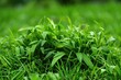 Eliminating Crabgrass for a Perfect Lawn: Essential Guide for Homeowners
