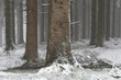 Fichtenwald nach Wintereinbruch im Frühling, Thüringer Wald, Deutschland