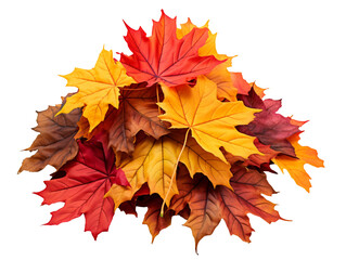 Wall Mural - Pile of autumn colored maple leaves isolated on transparent background