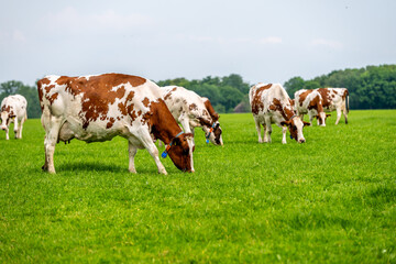 Poster - a brown white cow grazes in the meadow under the blue sky