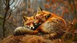 Animal photography photos about foxes. Generative Ai