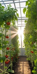 Wall Mural - Tomato plants in greenhouse with sunlight filtering through leaves