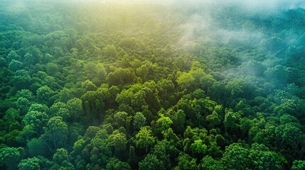 Canvas Print - Help protect the forests that blanket our planet and contribute to global conservation efforts by embracing renewable energy whether in honor of Earth Day or to safeguard the environment