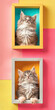 Two cute kittens sitting in bright multi-colored wooden frames on the wall.
