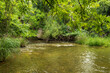 A stream meanders gracefully, embraced by an array of vibrant green foliage in a forest. Overhanging branches and bushes delicately graze the water's edge, during the spring in the Texas Hill Country.