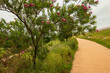 A Desert Willow tree bursts into full pink blossom, gracing an urban pathway with its vibrant colors. This scene captures the beauty of spring in the picturesque Texas Hill Country.