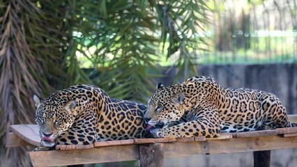 Wall Mural - South American jaguar (Panthera onca). Tropical feline 