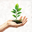 A hand holding a small plant with green leaves and a brown soil base, symbolizing growth or the beginning of something new.
