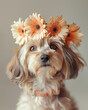 Cute dog with flower wreath on head on gray background.