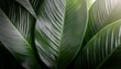 © Makayla - closeup nature view of green leaf on background fresh wallpaper banner concept