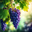 A close-up of purple grapes hanging from a vine, with green leaves and a blurred background that suggests a garden or orchard setting.