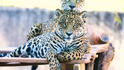 Wall Mural - South American jaguar (Panthera onca). Tropical feline 