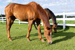 Two mature Thoroughbred geldings grazing in a field of grass next to a white board fence on a sunny day. 