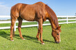 A mature chestnut Thoroughbred gelding grazing on green grass next to a white board fence. 