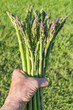 A bunch of freshly picked wild asparagus held by a hand with green grass in the background. 