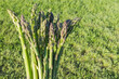 A bunch of freshly picked wild asparagus with green grass in the background in the spring. 
