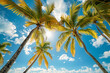 Low angle view of palms on the tropical beach. Blue sky withclouds. tropical vacation background. High quality photo