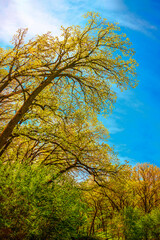 Wall Mural - Tall Oak Trees and Lush Foliage in Sioux Falls, South Dakota, USA