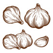 Garlic hand drawn illustration set. Garlic vector line art collection