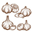 Garlic hand drawn illustration set. Garlic vector line art collection