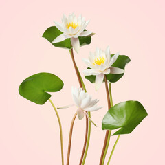 Wall Mural - Beautiful lotus flowers with long stems on pink background