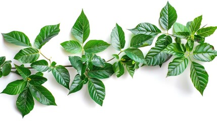 Sticker - Green leaves vines of Tiliacora triandra plant from Southeast Asia isolated on white background with clipping path