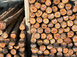 Canvas Print - pile of wood logs