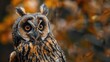 Intense depiction of a brief eared owl