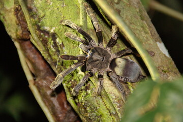 Wall Mural - Tarantula climbing on a tree in the Cuyabeno Wildlife Reserve, outside of Lago Agrio, Ecuador