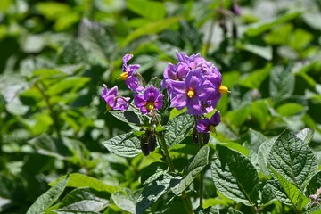 Poster - Potato flowers. Solanaceae vegetables. When the flowers begin to bloom in late spring, new potatoes begin to form in the soil.