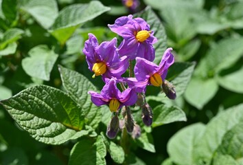 Wall Mural - Potato flowers. Solanaceae vegetables. When the flowers begin to bloom in late spring, new potatoes begin to form in the soil.