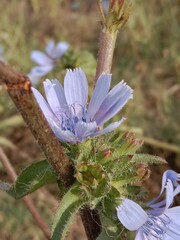 Wall Mural - cichorium intybus flower or Chicory flower with stamens  in the garden. Chicory flower pattern background 