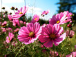 A field of pink flowers with the word daisy on it