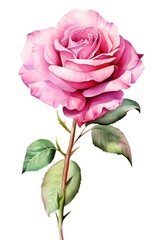 Canvas Print - Rose