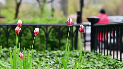 Wall Mural - Some tulips in a home garden swinging by the wind in Boston, MA, USA.