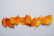Colorful autumn leaves. Beautiful fallen leaves. colorful autumn leaves composition for autumnal design.