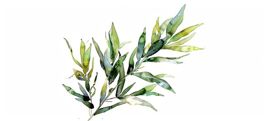 Poster - artistic, drawing, watercolor, sketch of a green plant on a pure white background