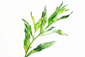 Canvas Print - artistic, drawing, watercolor, sketch of a green plant on a pure white background